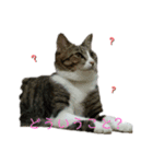 カワイイ！使いやすい！ねこのスタンプ（個別スタンプ：10）