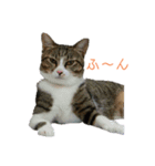 カワイイ！使いやすい！ねこのスタンプ（個別スタンプ：11）