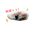 カワイイ！使いやすい！ねこのスタンプ（個別スタンプ：12）
