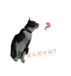カワイイ！使いやすい！ねこのスタンプ（個別スタンプ：13）