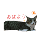 カワイイ！使いやすい！ねこのスタンプ（個別スタンプ：15）