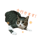 カワイイ！使いやすい！ねこのスタンプ（個別スタンプ：17）