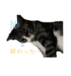 カワイイ！使いやすい！ねこのスタンプ（個別スタンプ：18）