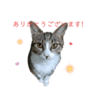 カワイイ！使いやすい！ねこのスタンプ（個別スタンプ：20）
