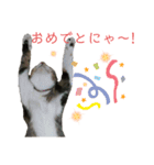 カワイイ！使いやすい！ねこのスタンプ（個別スタンプ：21）
