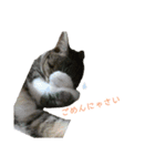 カワイイ！使いやすい！ねこのスタンプ（個別スタンプ：22）