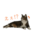 カワイイ！使いやすい！ねこのスタンプ（個別スタンプ：24）