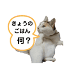 家のエリちゃん(改訂版)（個別スタンプ：3）