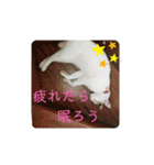 家のエリちゃん(改訂版)（個別スタンプ：5）