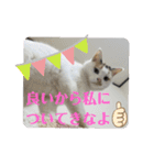家のエリちゃん(改訂版)（個別スタンプ：6）
