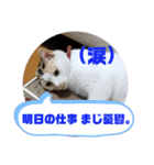 家のエリちゃん(改訂版)（個別スタンプ：7）
