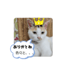 家のエリちゃん(改訂版)（個別スタンプ：11）
