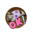 家のエリちゃん(改訂版)（個別スタンプ：12）