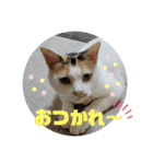 家のエリちゃん(改訂版)（個別スタンプ：14）