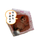 家のエリちゃん(改訂版)（個別スタンプ：15）