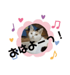 家のエリちゃん(改訂版)（個別スタンプ：16）