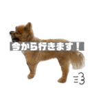 ポメッツのちゃぽ君（個別スタンプ：4）