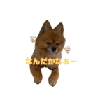 ポメッツのちゃぽ君（個別スタンプ：12）