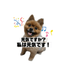 ポメッツのちゃぽ君（個別スタンプ：20）