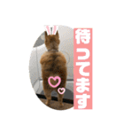 ポメッツのちゃぽ君（個別スタンプ：21）