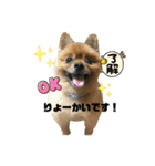 ポメッツのちゃぽ君（個別スタンプ：22）