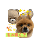 ポメッツのちゃぽ君（個別スタンプ：26）