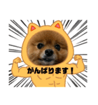 ポメッツのちゃぽ君（個別スタンプ：32）