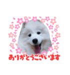 サモエドのゆりちゃん（個別スタンプ：7）