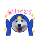 サモエドのゆりちゃん（個別スタンプ：8）