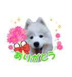 サモエドのゆりちゃん（個別スタンプ：10）
