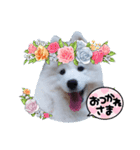 サモエドのゆりちゃん（個別スタンプ：14）