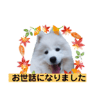 サモエドのゆりちゃん（個別スタンプ：16）