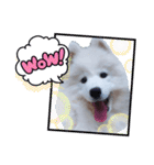 サモエドのゆりちゃん（個別スタンプ：19）