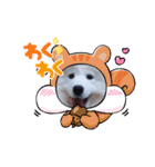 サモエドのゆりちゃん（個別スタンプ：20）