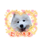 サモエドのゆりちゃん（個別スタンプ：22）