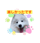 サモエドのゆりちゃん（個別スタンプ：25）