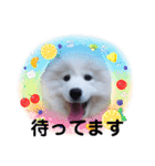 サモエドのゆりちゃん（個別スタンプ：30）