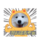 サモエドのゆりちゃん（個別スタンプ：31）