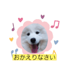 サモエドのゆりちゃん（個別スタンプ：34）