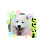 サモエドのゆりちゃん（個別スタンプ：35）