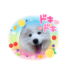サモエドのゆりちゃん（個別スタンプ：39）