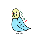 セキセイインコの太郎（個別スタンプ：11）