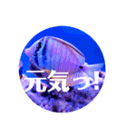 つぶやく海水魚オールスター（個別スタンプ：2）