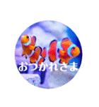 つぶやく海水魚オールスター（個別スタンプ：3）