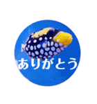 つぶやく海水魚オールスター（個別スタンプ：4）