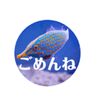 つぶやく海水魚オールスター（個別スタンプ：9）