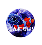 つぶやく海水魚オールスター（個別スタンプ：10）