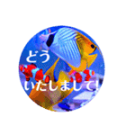 つぶやく海水魚オールスター（個別スタンプ：11）