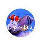 つぶやく海水魚オールスター（個別スタンプ：12）