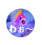 つぶやく海水魚オールスター（個別スタンプ：13）